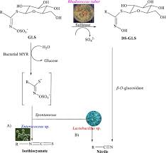 They are not transactional rates. Metabolic And Biotransformation Effects On Dietary Glucosinolates Their Bioavailability Catabolism And Biological Effects In Different Organisms Sciencedirect
