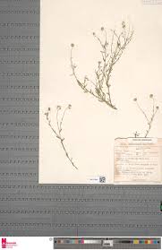 Image result for Felicia clavipilosa