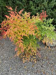 Jeden tag tausende neuer bilder garantiert kostenlos hochwertige videos und bilder von pexels. Heiliger Bambus Himmelsbambus Nandina Domestica Baumschule Horstmann