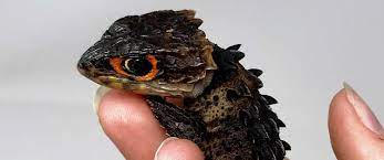 Maybe you would like to learn more about one of these? Crocodile Skink For Sale Baby Red Eyed Crocodile Skinks For Sale Near Me