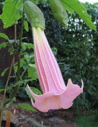 Pin On B Flowers