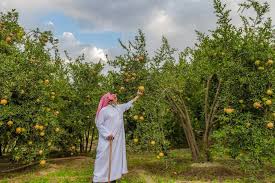 الباحة تزود الأسواق المحلية والإقليمية بـ 30 ألف طن من ثمار الرمان القرمزي