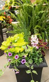 West Coast Gardens Destination Garden Centre In Surrey Bc Patio Container Gardening Easy Patio Patio Planters