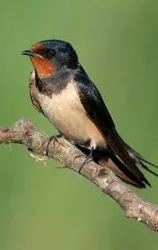 Check spelling or type a new query. Golondrina Photo Oiseau Oiseaux Exotiques Oiseaux Des Jardins