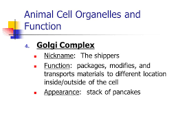 Animal cells have centrioles which are absent in plant cells. Cell Structure And Functions Ppt Video Online Download