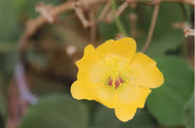 Image result for Abutilon angulatum