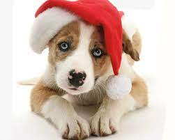 Animal Puppy Muzzle Animal Dog Cute Santa Hat Christmas Wallpaper Puppies Pet Dogs Puppies Pregnant Dog