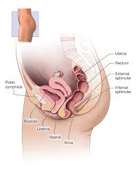 Female organ anatomy diagram ✅. Pelvic Organ Prolapse Womenshealth Gov