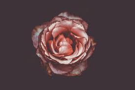 To get more templates about posters,flyers,brochures,card,mockup,logo,video,sound,ppt,word,please visit pikbest.com. Free Photo Single Rose Flower On Black Background