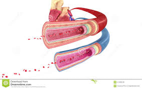 Arteries carry blood away from the heart, veins return blood to the heart, and the tiny capillaries connect arteries to veins, while also suffusing tissues with blood. Blood Vessel Stock Footage Video Of Veins Vascular 47466078