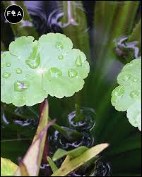 Image result for Hydrocotyle ranunculoides