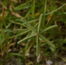 Image result for Dactyloctenium australe