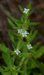 Image result for Spermacoce senensis