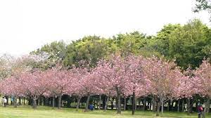 Maybe you would like to learn more about one of these? Bunga Sakura Mekar Di Kebun Raya Cibodas Jadi Favorit Pengunjung Untuk Berswafoto Tribun Travel