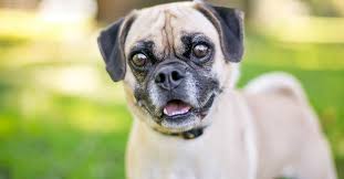 🐶 in questo nuovo video di animalpedia parleremo in dettaglio di come prendersi cura di un carlino o pug, una delle. Razze Di Cani Nate Da Incroci Quali Sono E Chi Sono I Genitori