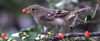 Basically, the second the female flower closes it falls off because the bottom was eaten out. Bird Gut Boosts Wild Chili Seed Survival Inside Science