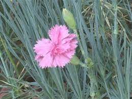 If you have decided upon carnations for your garden, make sure you know all the tricks that will keep your plants sturdy and healthy. How To Grow Carnations From Cuttings Youtube