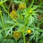 Image result for Chrysanthellum