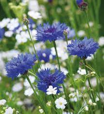 Buy Centaurea Cyanus Blue Boy Cornflower Sarah Raven