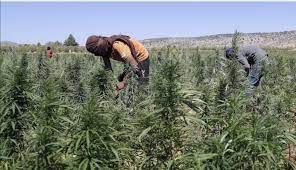 Inilah rangkuman definisi ladang tinggal dari berbagai referensi seperti kamus. Terpaksa Kerja Di Ladang Ganja Mykmu Net