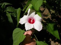Image result for Hibiscus mastersianus