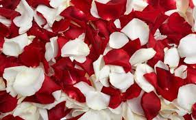 Animated gif about gif in butterfly / flower animated by rosalee. Beautiful Red White Roses From Africa Ideal For The Festive Season