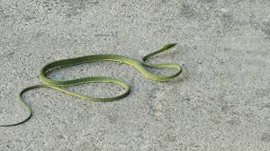 If not friend why friend shaped? : rsnakes