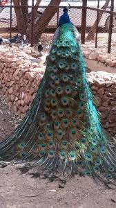 حيوانات طاووس حيوانات مختلفة beautiful chickens animals cute animals
