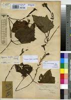 Image result for Lagenaria breviflora