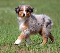 Pets and animals becks mills 550 $. Australian Shepherd Puppies For Sale Cranberry Township Pa Australian Shepherd Puppies Shepherd Puppies Australian Shepherd