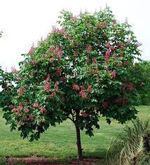 It can produce seeds (smooth brown nuts inside a husk), but normally the seeds are sparsely produced. Love These But Can T Get Them To Grow The Deer Eat Them Bottlebrush Buckeye Bottlebrush Buckeye Horse Chestnut Trees Landscaping Plants