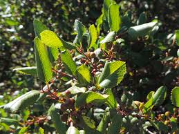 Image result for Rinorea ilicifolia