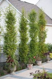 Columnar Hornbeam Tree Design Ideas Pictures Remodel And Decor Backyard Trees Backyard Pool Landscaping Outdoor Gardens Design