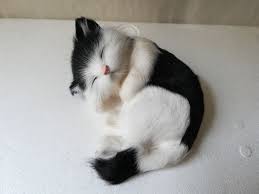60 gambar hitam putih kucing koleksi populer. 54 Koleksi Gambar Hewan Kucing Hitam Putih Hd Gambar Hewan