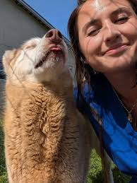 Rescue Dog Toaster Found in Ditch in Michigan Needs Medical Attention and  Foster Care