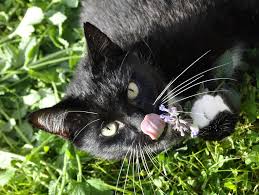 Many cat lovers stick with organic catnip if they intend to let their feline friend eat it. How To Forage For Wild Catnip