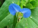 Image result for Commelina triangulispatha