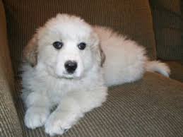It makes a good watchdog and guardian. Great Pyrenees Puppies In Maine