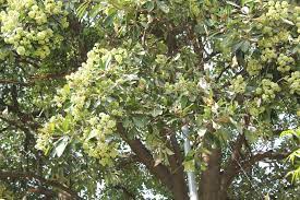 L'acacia dealbata ha inflorescenze gialle e profumate (i fiori di mimosa) che sbocciano da gennaio a marzo. Albero Con Fiori Bianchi Profumati