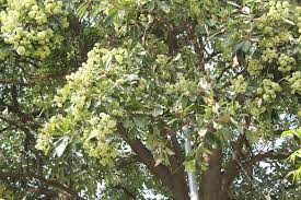Albero con fiori profumatissimi : Albero Con Fiori Bianchi Profumati