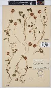 Image result for Teramnus repens