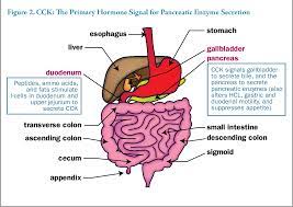 Pdf Digestive And Nutritional Considerations In Celiac Disease Could Supplementation Help Semantic Scholar