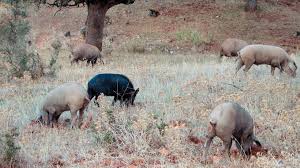 Check spelling or type a new query. Wild Boar 1 2 Health Risks And Current Situation Articles Pig333 Pig To Pork Community