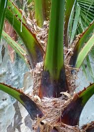 Image result for Washingtonia robusta