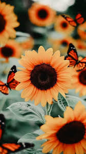 Phone Backgrounds Sunflower Iphone Wallpaper Flower Phone Wallpaper Iphone Wallpaper Fall