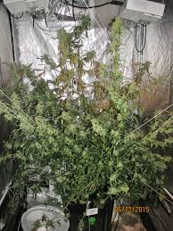 Best led grow lights in 2021 have become a trend in planting your own produce of cannabis, fruits, flowers and different vegetables at home. Autoeuforia Home Grow Review Dutch Passion Blogs