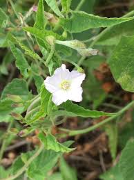 Image result for Convolvulus farinosus