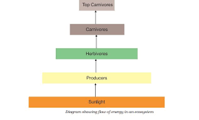 the 10 percent energy rule studiousguy