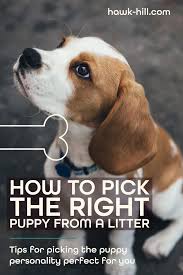 If you' re wondering how many puppies will your dog have, it depends on the following factors. How To Pick A Puppy From A Breeder S Litter Hawk Hill