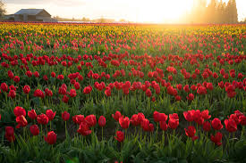 This is a great day trip for a date, a family outing or a photoshoot. Local S Guide To The Wooden Shoe Tulip Festival 2021 Photos